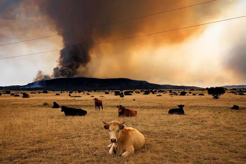 Holy cow, the climate crowd is full of bull