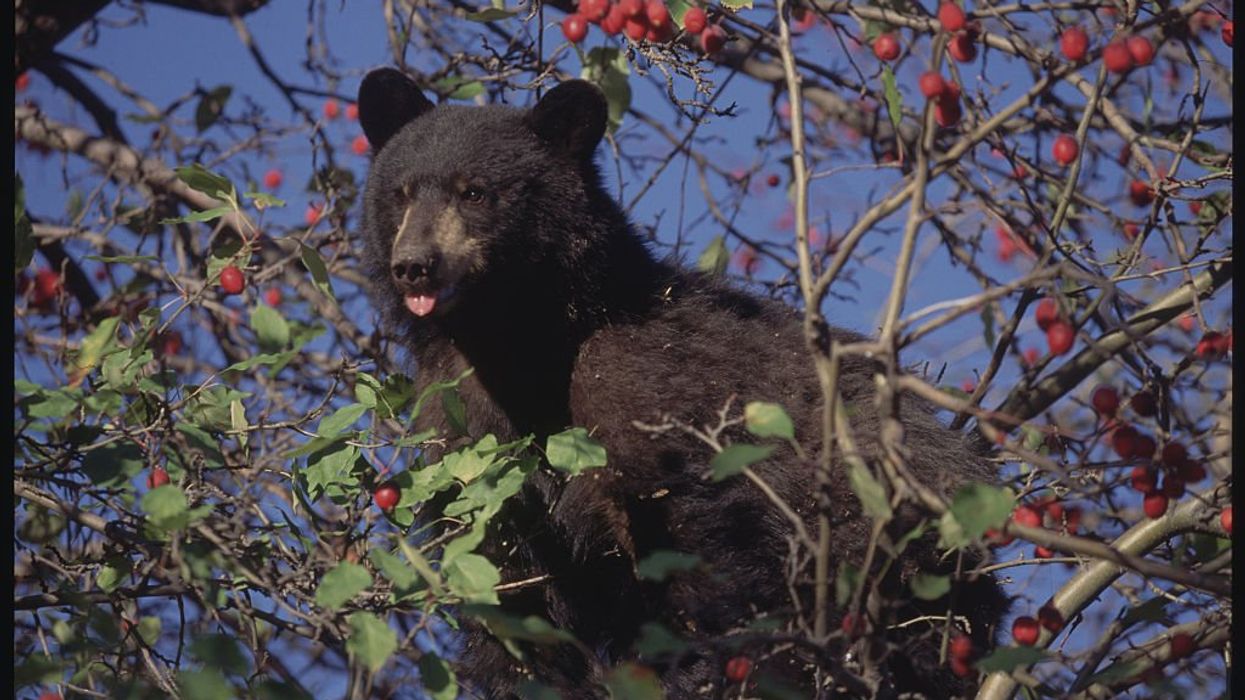 Homeowner fined for feeding bear that broke into home 3 times, told to stop luring bears