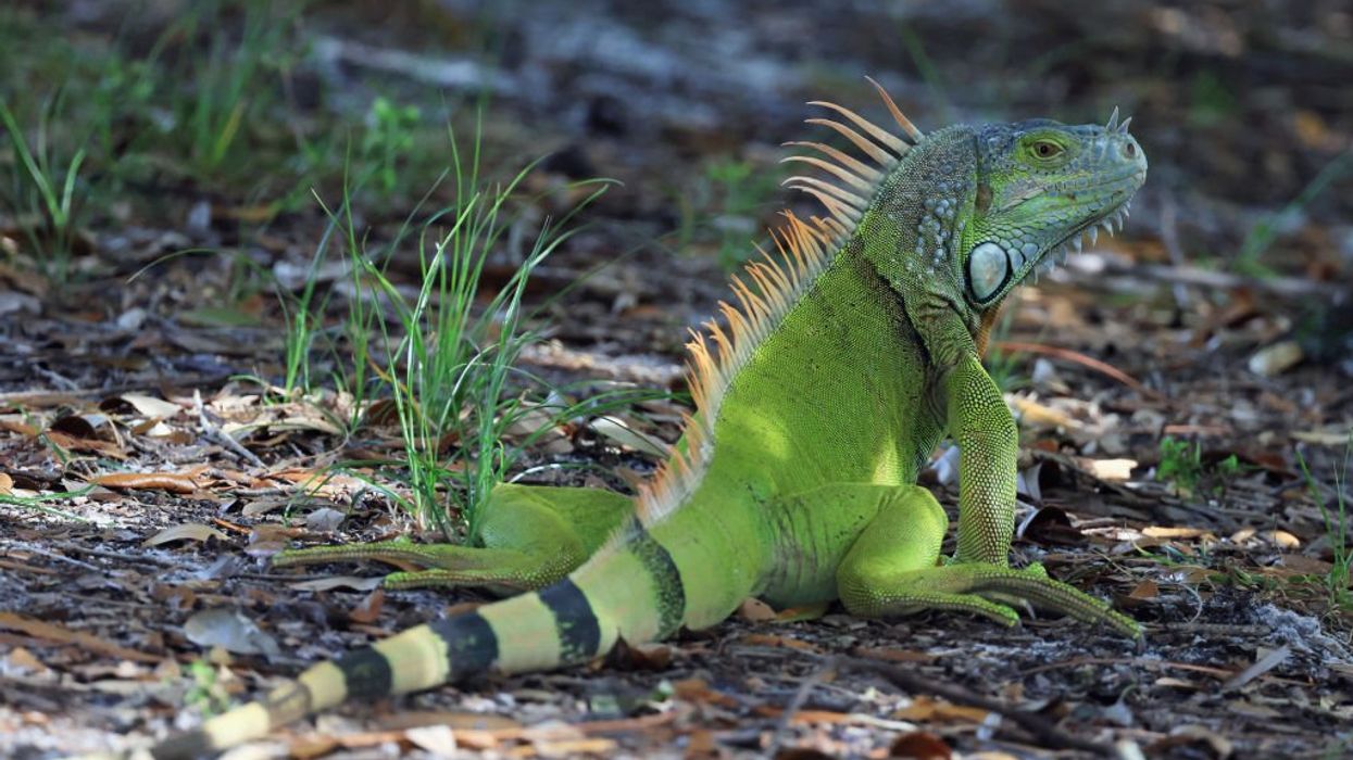 Iguana bites preschooler, steals her cake, and leaves her with rare infection