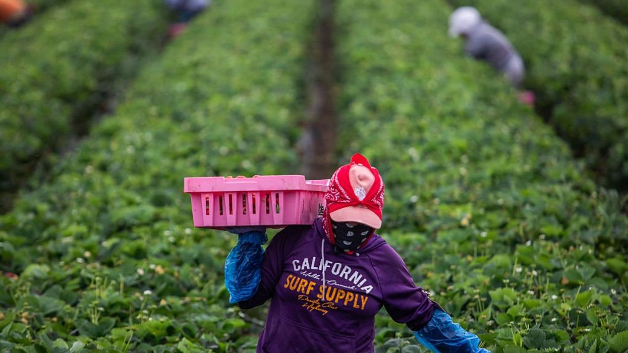 Illegal labor isn’t farming’s future. It’s Big Ag’s crutch.