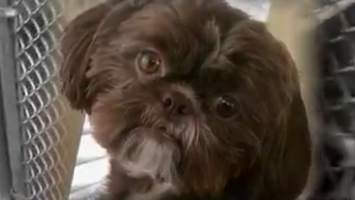 Healthy dog euthanized because late owner put it in her will