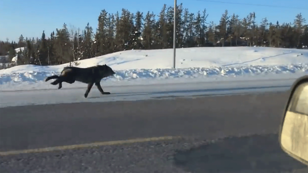 Watch: See what happens when wild wolves race a car on Canadian highway