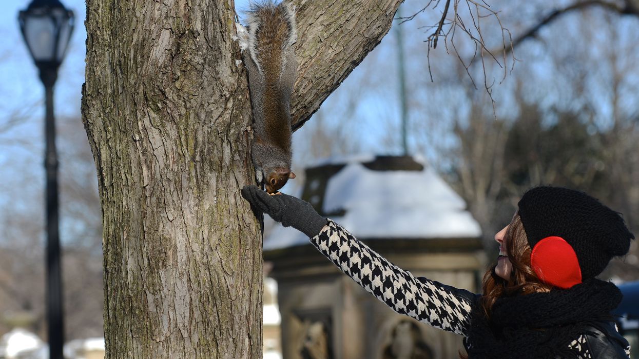 Feeding birds and squirrels could soon land you in jail in NYC