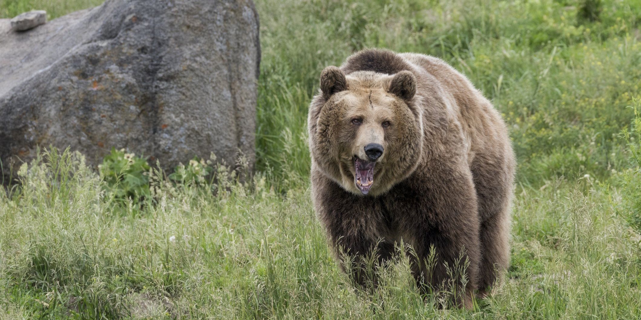 A Massachusetts man was severely injured in a gruesome bear attack in a Wyoming national park, which he described as the "most violent" plight in his life. However, the Army veteran miraculously survived the bear mauling by an astonishing stroke of luck. - Vimarsana News