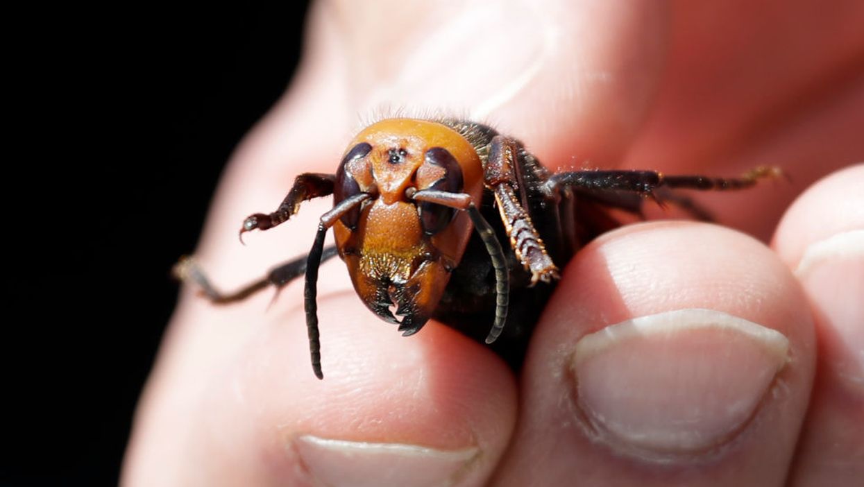Good news America: Scientists found the first ever 'murder hornet' nest in the U.S. and will destroy it