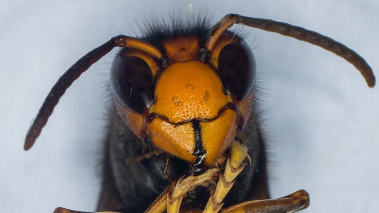 Live yellow-legged hornet said to have been detected in the open U.S. for the first time