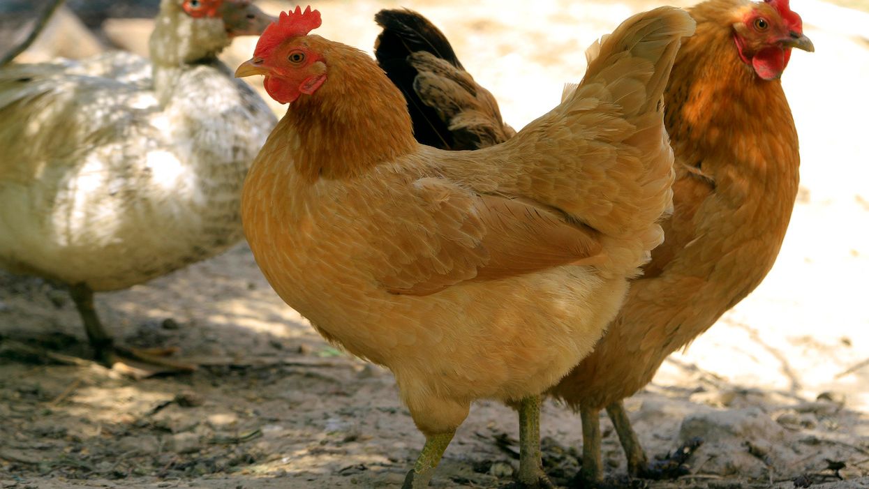 Genetically modified chicken eggs show promise for anti-cancer drug developments