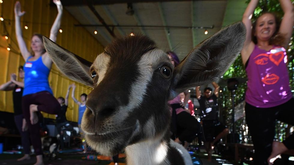 People across the nation are clamoring for special yoga classes — with goats