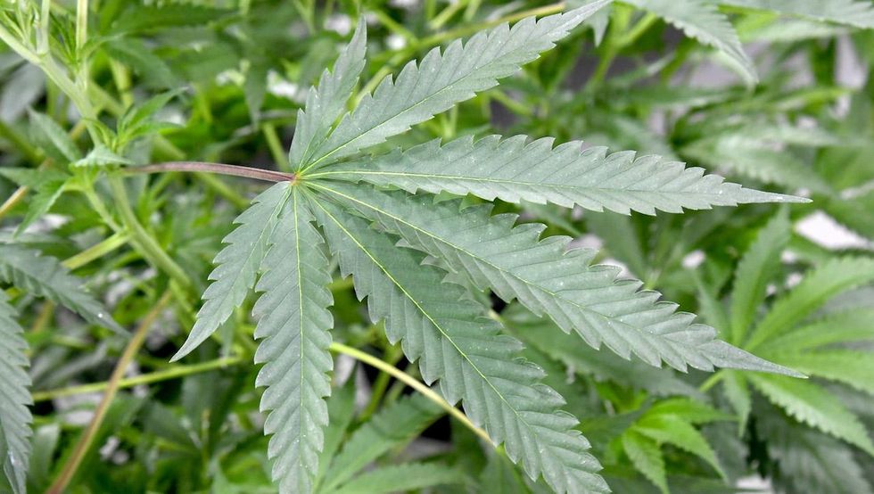 ER docs seeing rise in patients with marijuana syndrome that causes severe vomiting, abdominal pain