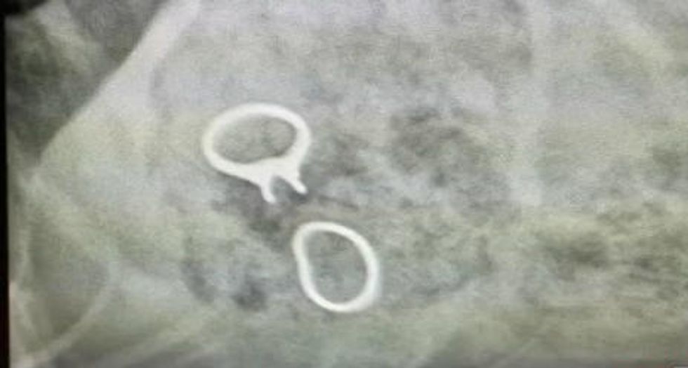 Two of the Most Expensive Items in This Family's Home Went Missing. You May Be Able to Guess the Culprit.