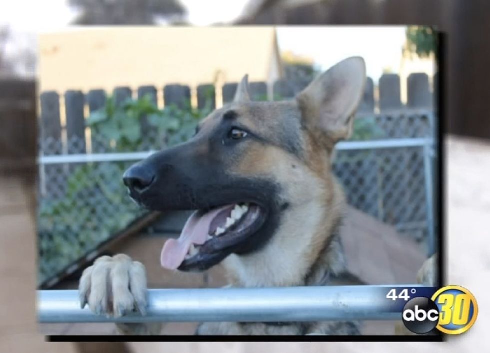 Police Arrest Father and Son After Seeing Graphic Video of the Moment a Neighbor's German Shepherd Wandered Into Their Yard