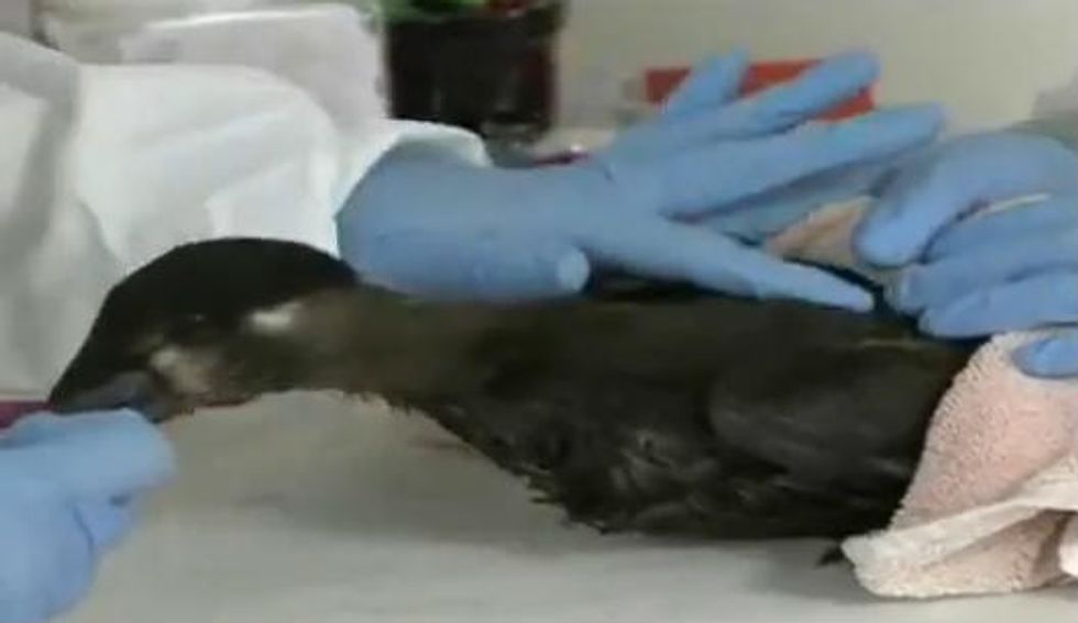 Mystery' Substance Killing Hundreds of Birds in California