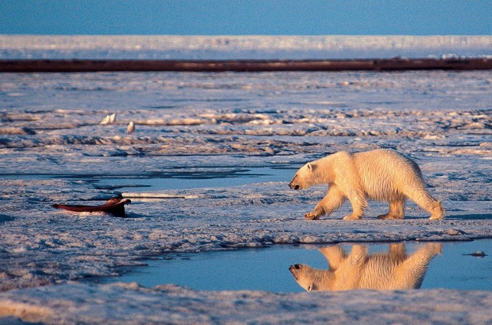 Obama Seeks Bigger Wilderness Designation in Alaska's Potentially Oil-Rich Wildlife Refuge