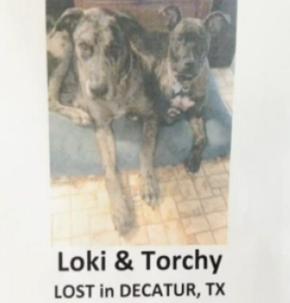 Dozens of Dogs Have Vanished in One Texas County and No One Knows Why