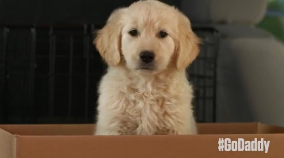 The Final Seconds of This GoDaddy Ad Have Animal Lovers Up in Arms. Now the Company 'Will Not Air It
