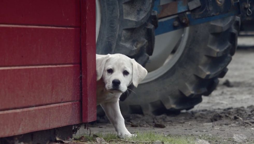 Stop Everything You Are Doing Now & Watch the Budweiser Super Bowl Ad Guaranteed to Melt Your Heart