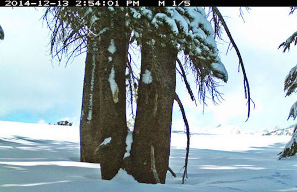 For First Time in Nearly 100 Years, Motion-Sensitive Cameras Caught This at Yosemite National Park