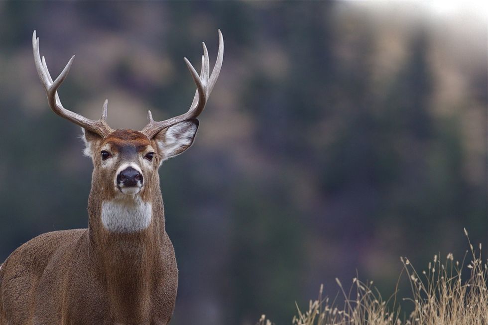 Witnesses Stopped to Help Man Who Struck a Deer — Moments Later, They Were Running for Their Lives