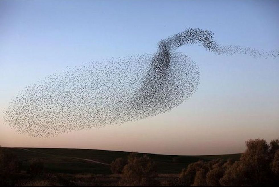 Check Out These Incredible Images of a Huge Flock of Birds Moving in Unison