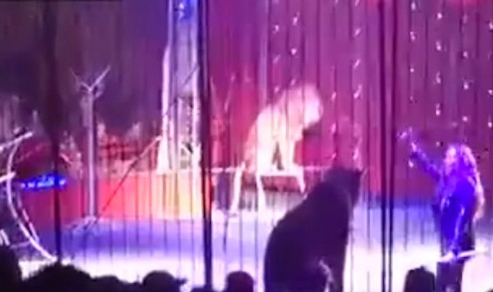 Shock Video Shows Terrifying Moment Lion Turned on Trainer During Egyptian Circus
