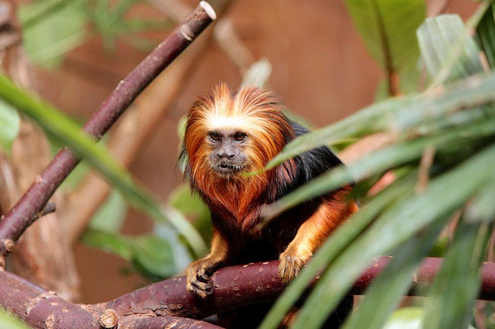The Male Immediately Ate Them All': Stories From This British Zoo Are Almost Too Terrible to Believe -- but Wait Until You Hear What Regulators Had to Say About Them