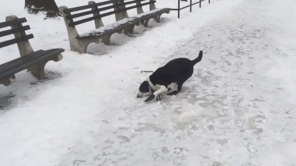 Man Laughs at Dog for Slipping on Ice, Gets Dose of Instant Karma