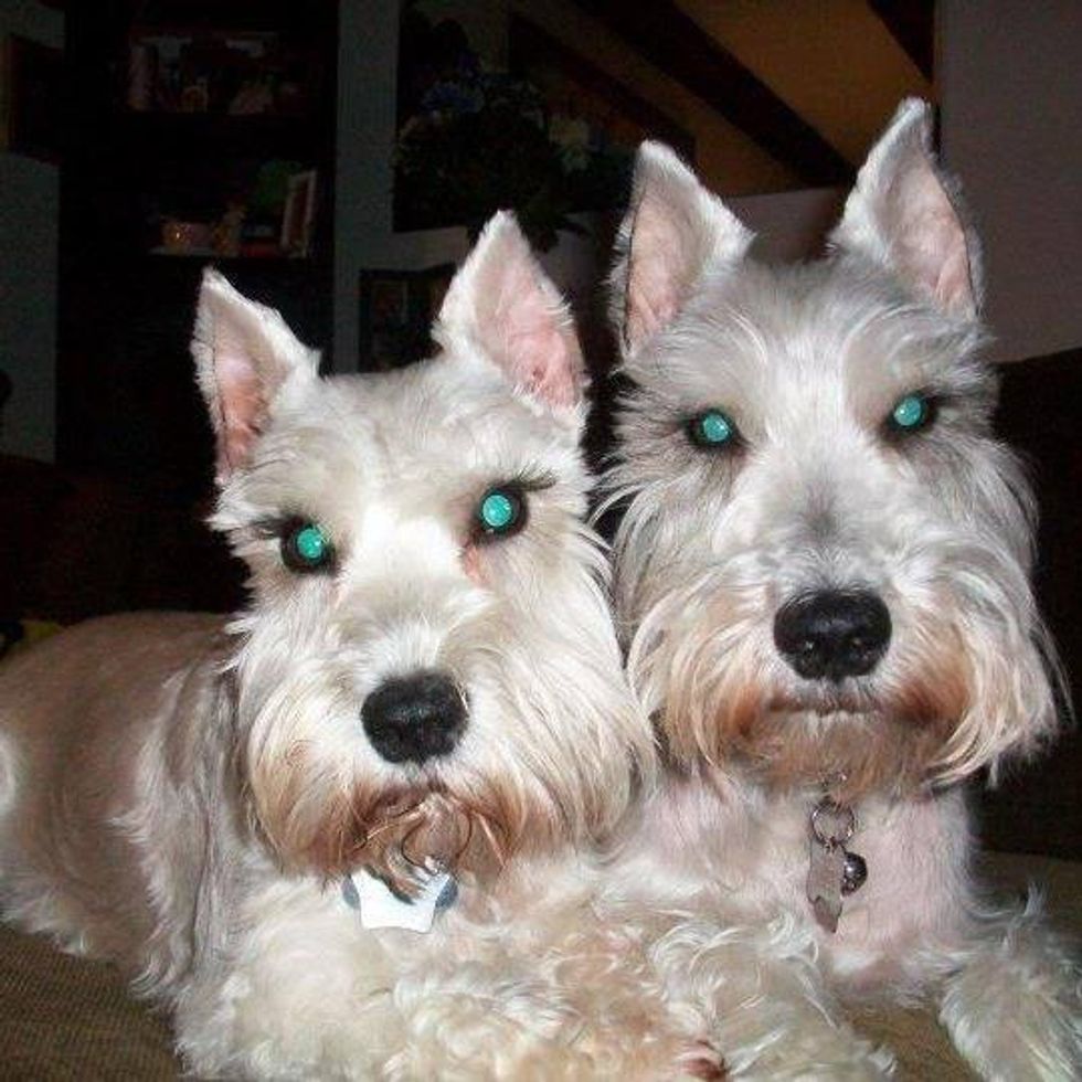 Dog Went Missing, Then Arrived at Place That ‘Surprised’ Everyone: ‘Not Something You Can Make Up’