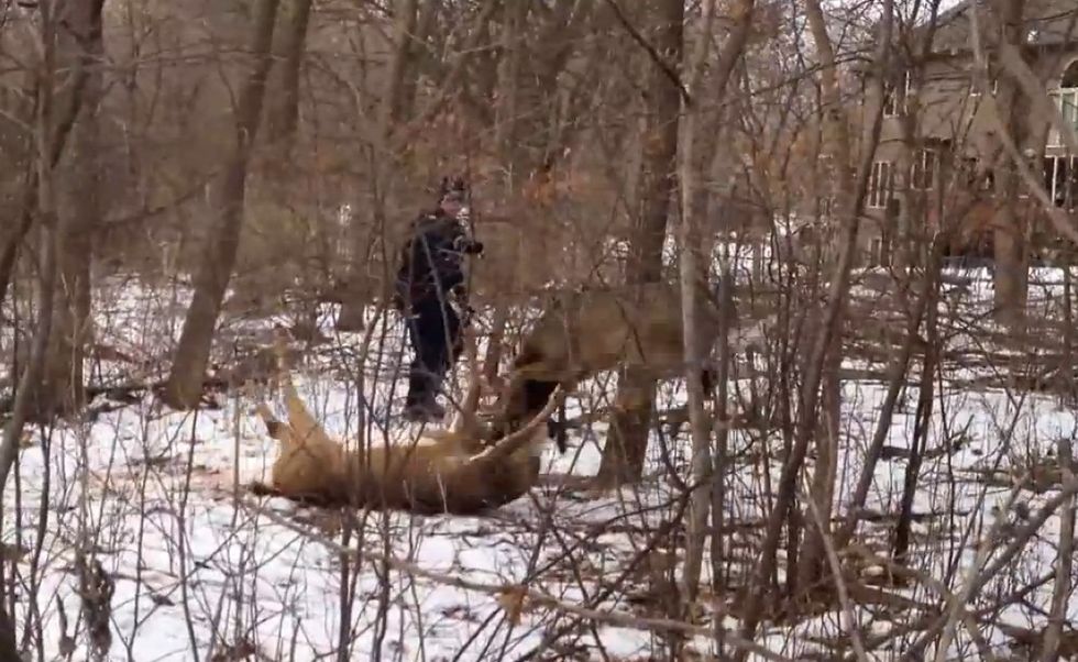 Their Antlers Tangled Together, the Pair of Bucks Appeared to be Fighting. But a Closer Look Revealed a Very Different Situation.