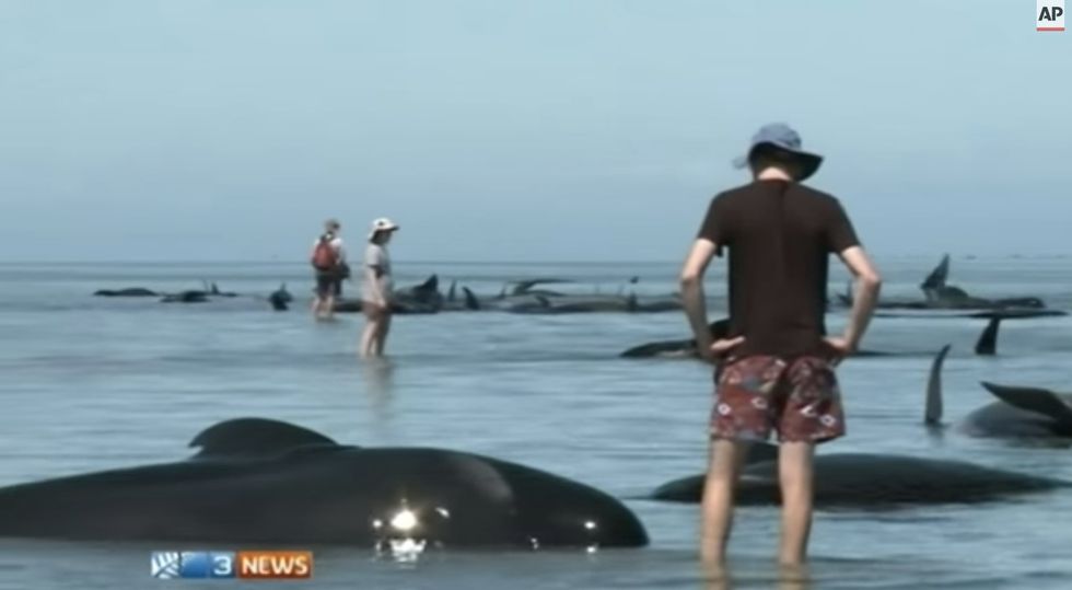 Trauma': Hundreds of Whales Die as Rescuers Try to Save Them -- and Figure Out Why They Became Stranded