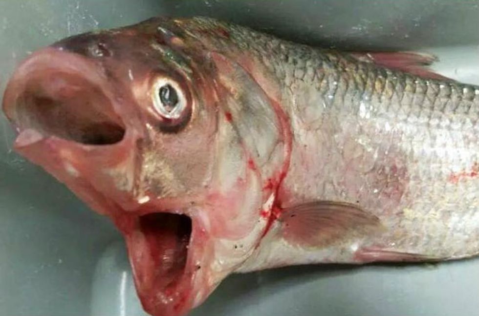 What the Heck? You Have to See the Photos of the Bizarre Fish Caught in Australia to Believe It