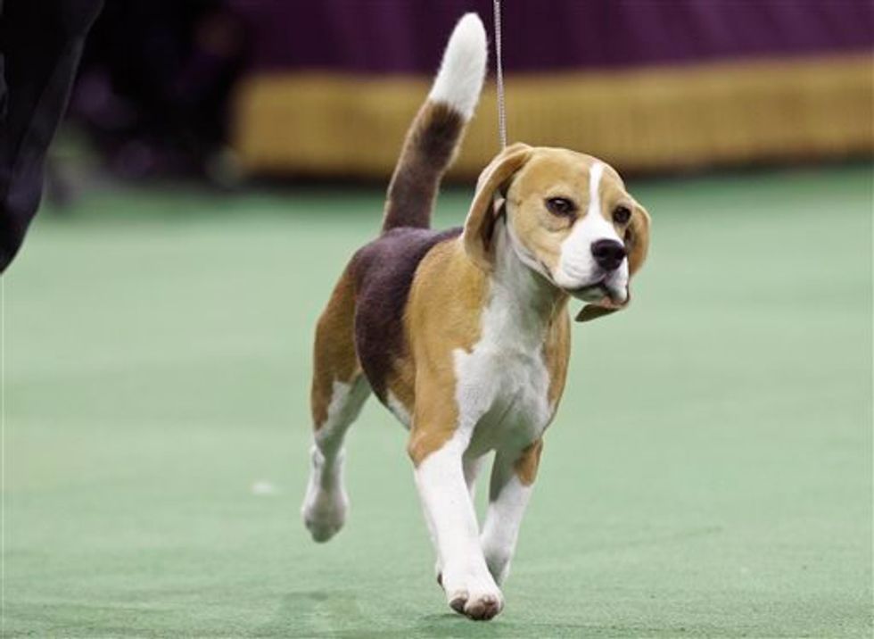 Tail-Wagging Beagle Wins Best in Show at Westminster 