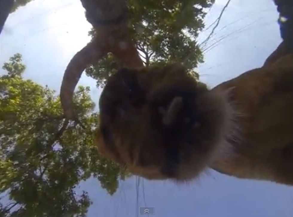 Ever wonder what it looks like from inside your pet's water bowl?
