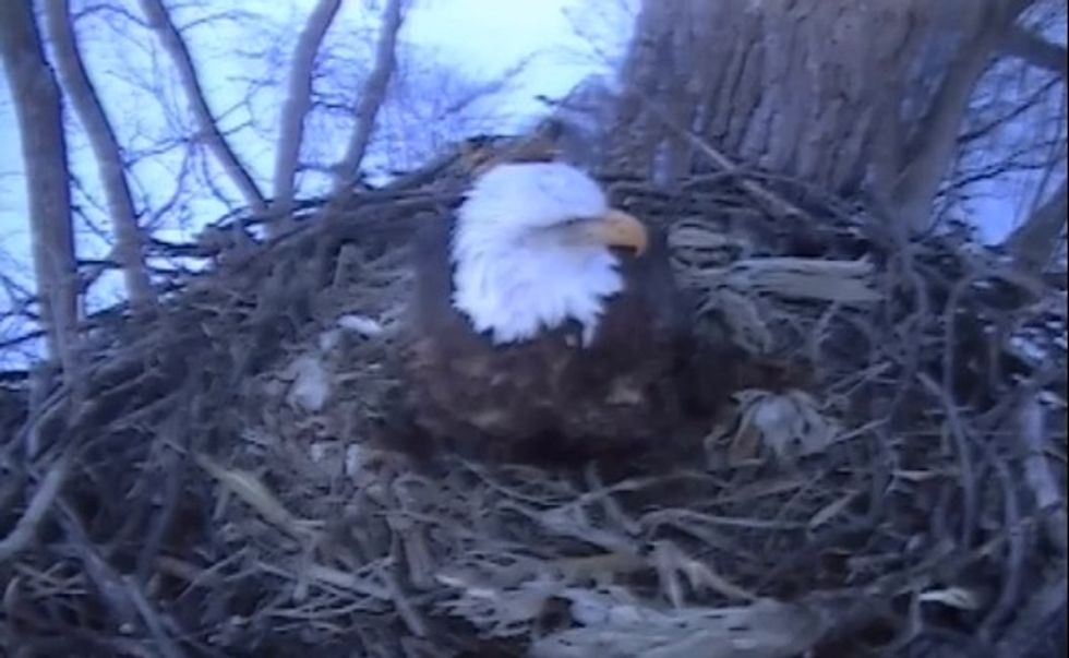 The Video of a Bald Eagle That's Gotten Over 300 Million Views: 'America in an Eggshell