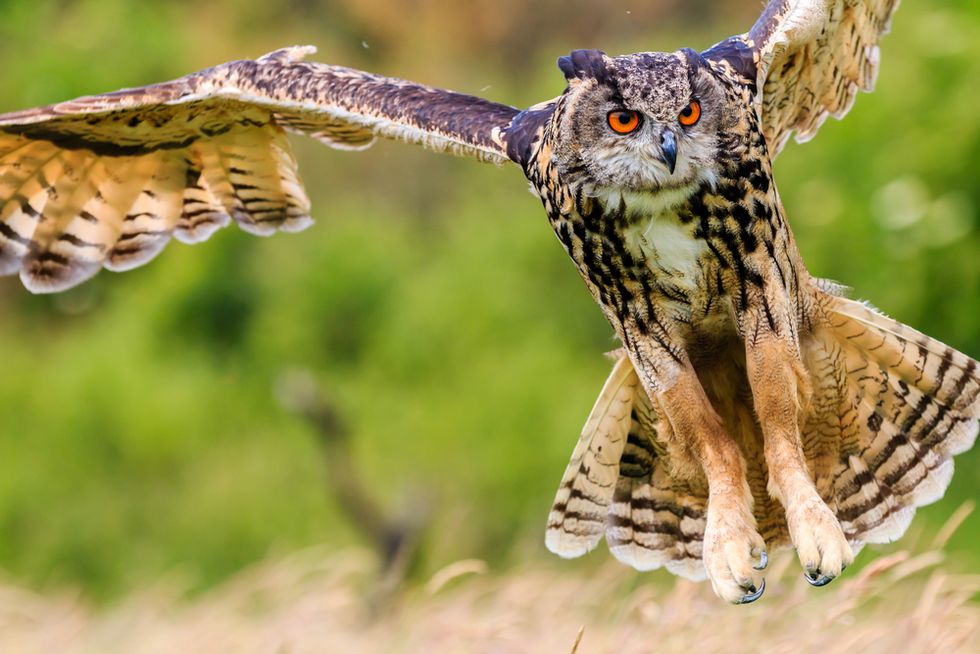 Horror Owl' Terrorizes Residents of Dutch Town