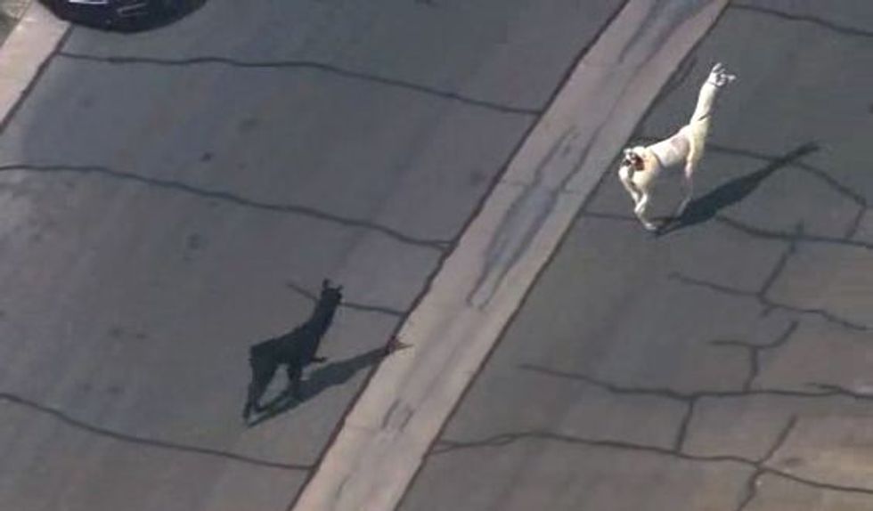 #LlamasOnTheLoose: Relive It