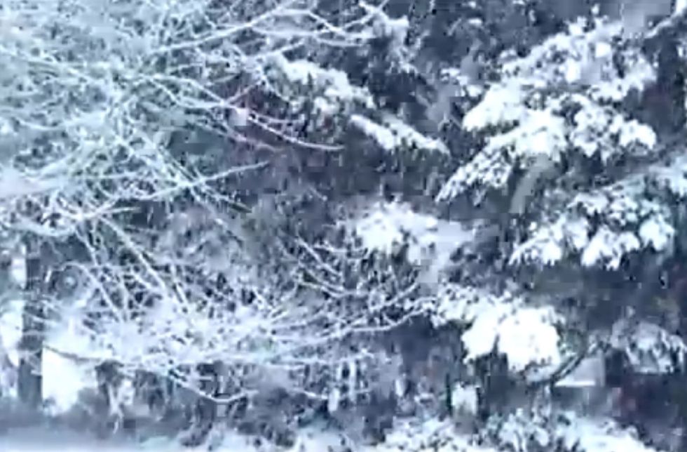 A Blind Dog Wandered Into the Freezing Alaska Woods and Wasn't Seen for Two Weeks. Her Owner Expected the Worst.