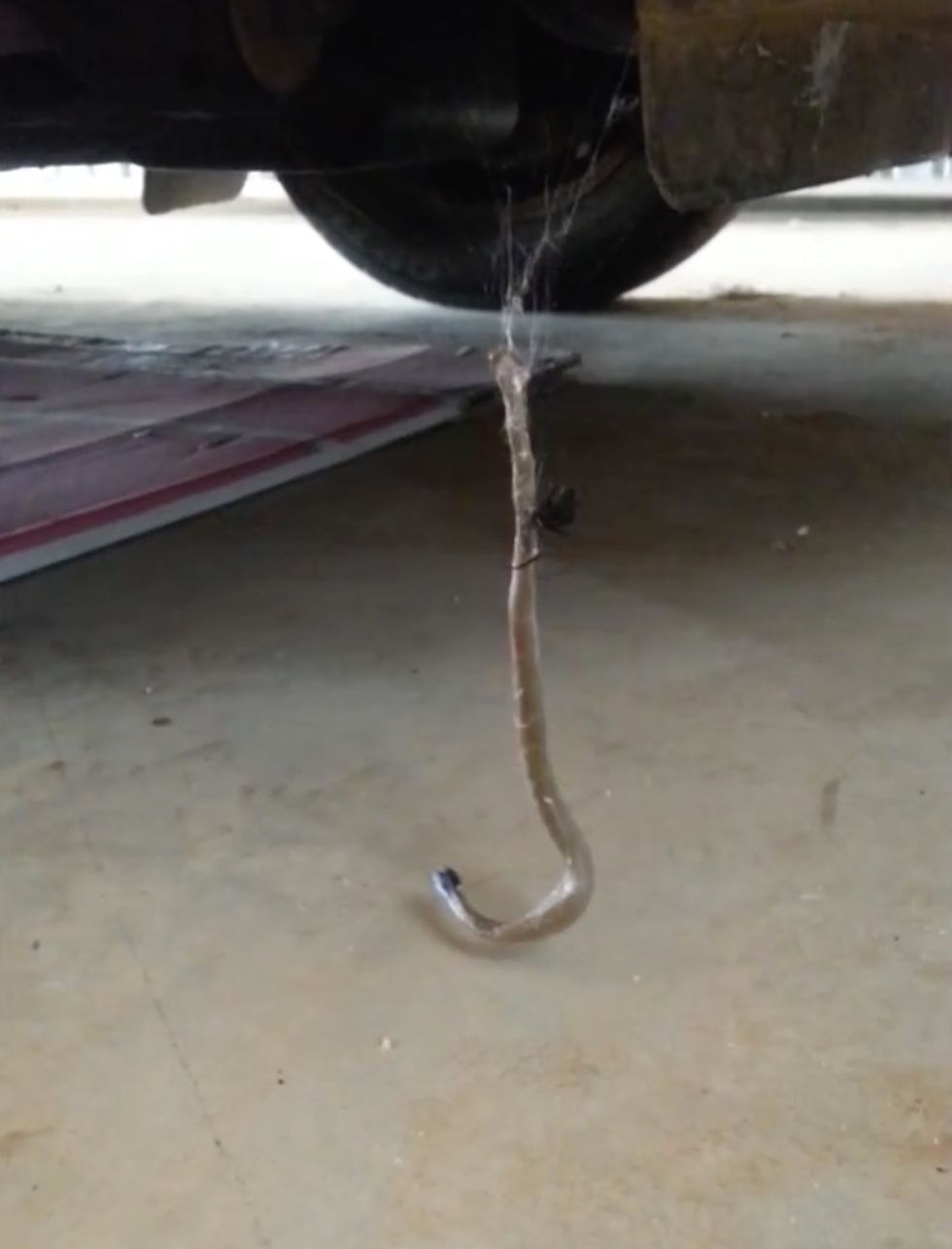 ‘It’s Just Mind-Boggling’: Video Captures Two of Australia’s Most Venomous Creatures Face Off