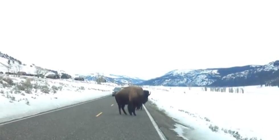 Holy Crap!' Bison Rams Straight Into Parked SUV...and It's All on Video