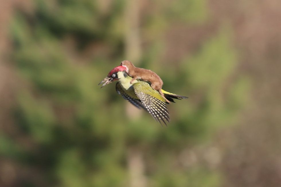 Unbelievable Photo of Baby Weasel Riding on Back of Woodpecker Goes Viral — Then the Truth Emerges