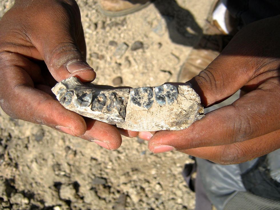 Scientists Say They've Discovered the Oldest Known Human Fossil