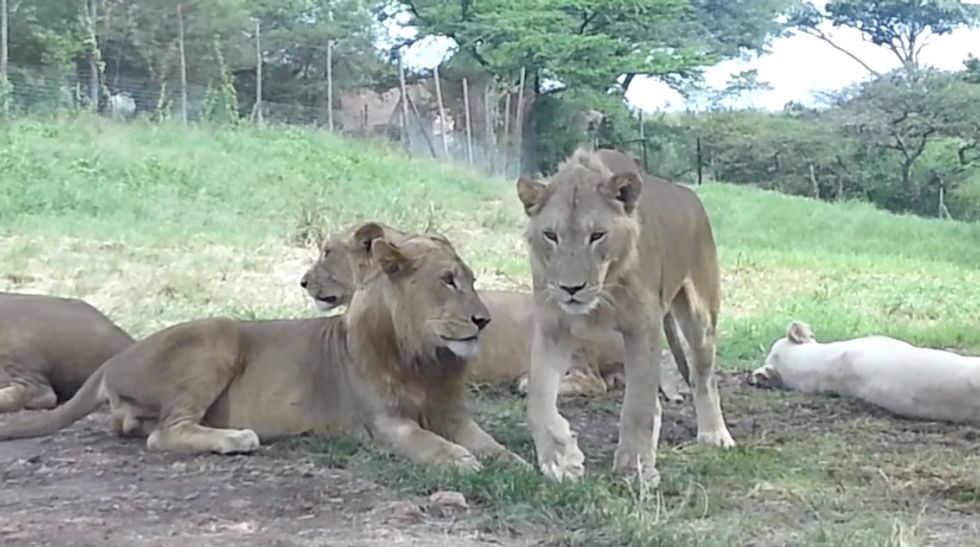 Woman on Safari Screams After Lion's Unexpected, Terrifying Move: 'I Didn't Know They Could Do That