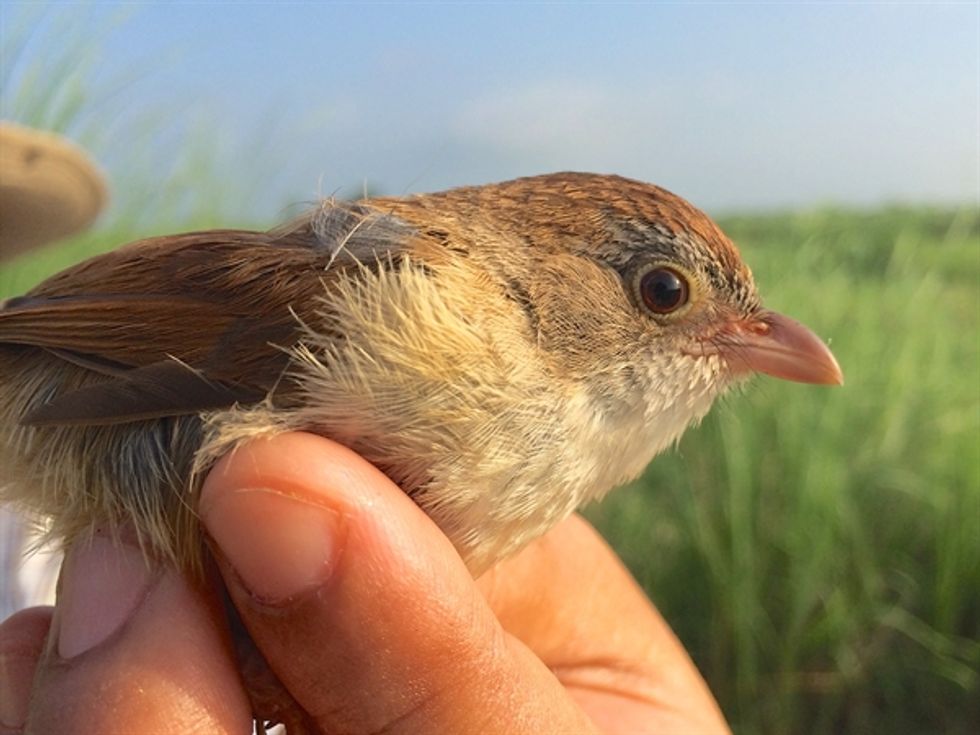‘Extinct’ Animal Last Seen in 1941 Makes Surprise Appearance