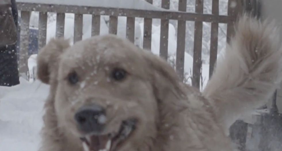 End your week with this 960fps slow motion video of a golden retriever playing in the snow