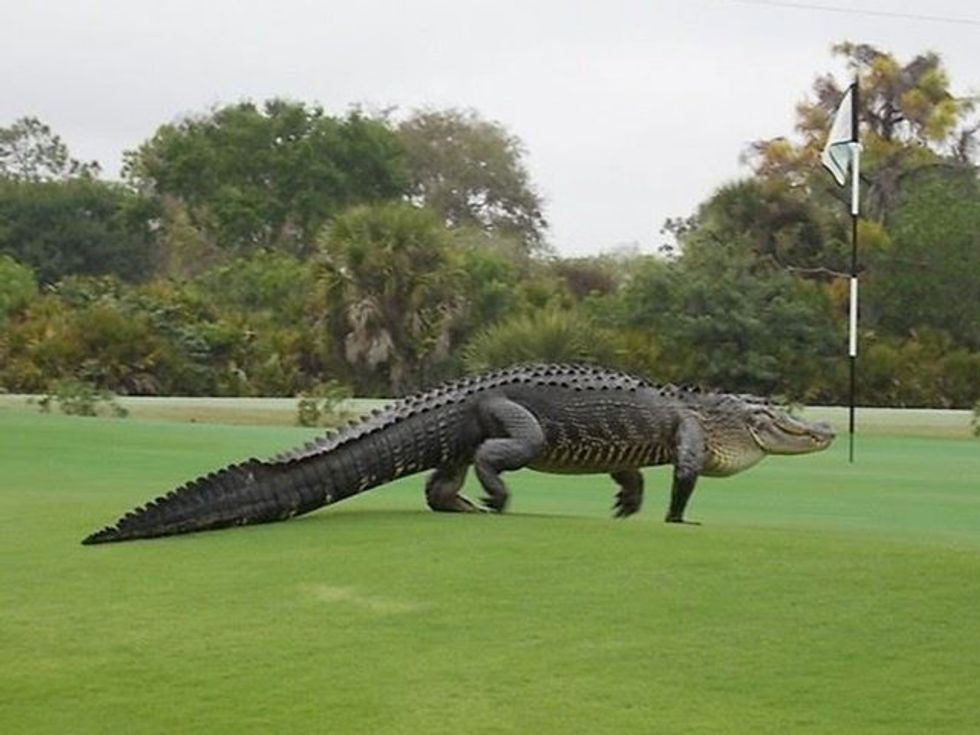 Check Out the Pictures of a Massive Alligator on a Florida Golf Course That Some Think Is Fake