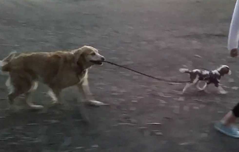 Start your weekend watching Sandy the golden retriever walk Ringo the puppy