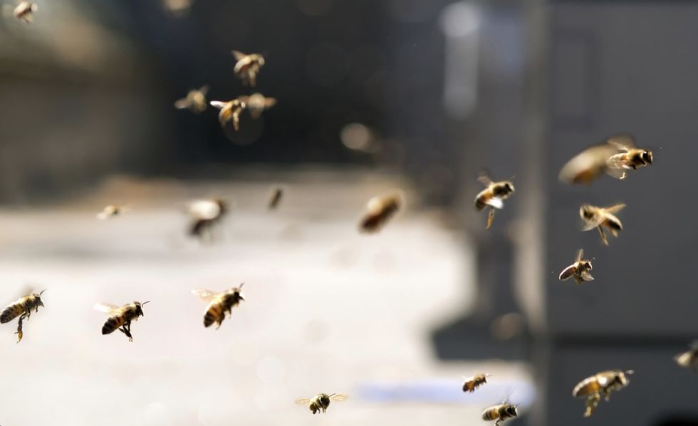 Man in His 90s Stung Hundreds of Times as Fans Flee Baseball Game Bee Attack