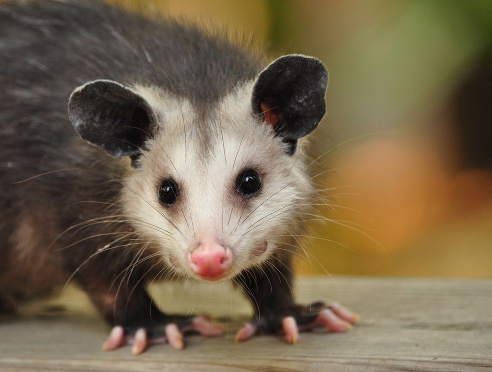 These Guys Roam Your Backyard at Night but Scientists Just Used Them to Create an Antivenom That Could Save Thousands of Lives