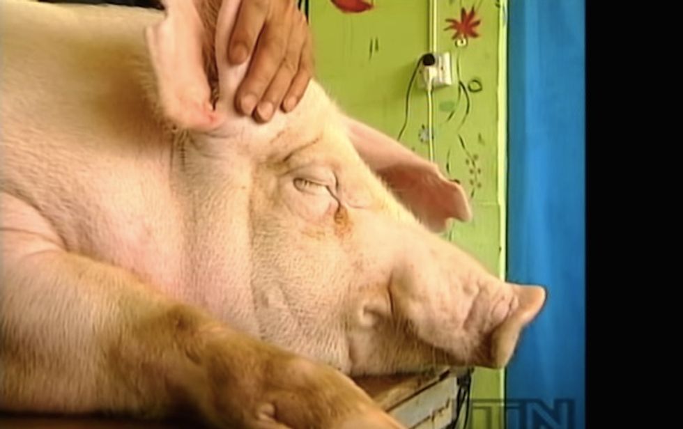 What's Been Tattooed on These Pigs has them Selling for $50,000