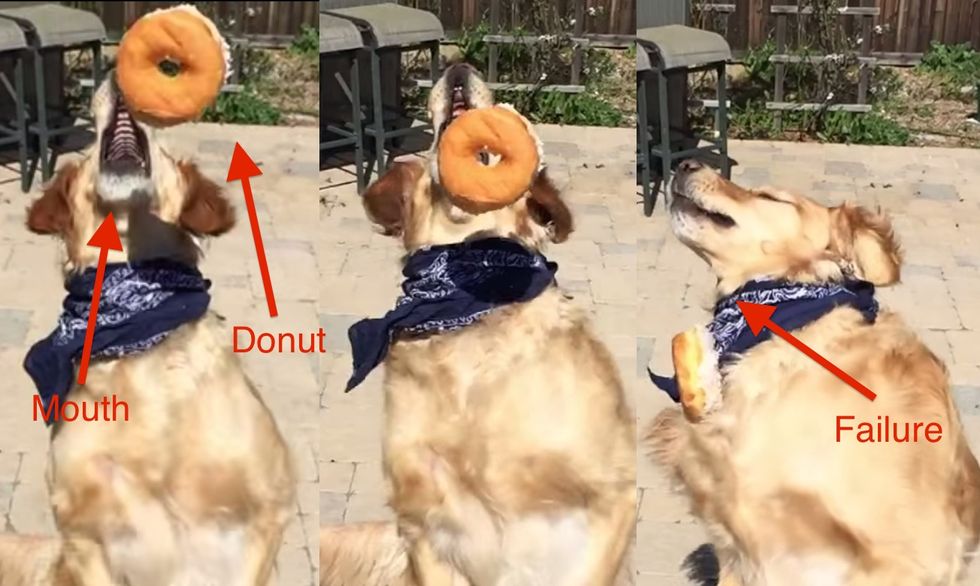 This golden retriever is the absolute worst at catching human food. His owner had no choice but to record slow-motion footage.