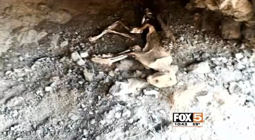 See the Mummified Mountain Lion Discovered in a Nevada Cave